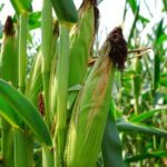 Best Crops to Grow in Somanya During the Rainy Season