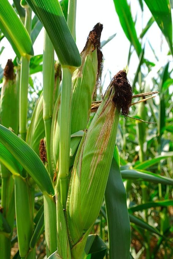 You are currently viewing Best Crops to Grow in Somanya During the Rainy Season